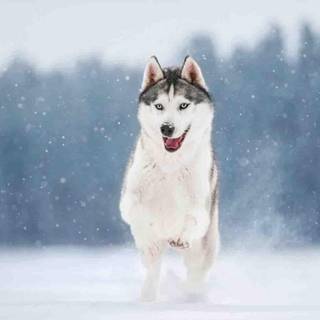 Husky desktop wallpaper