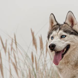 Husky desktop wallpaper