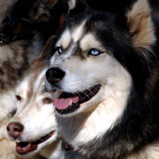 Husky desktop wallpaper