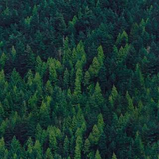 Mobile tree wallpaper