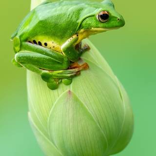 Frog mobile wallpaper