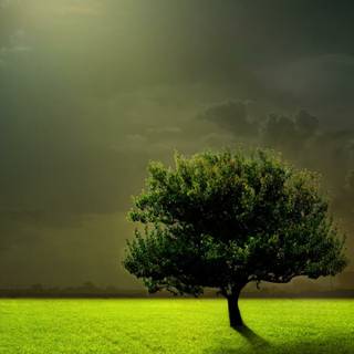 Mobile tree wallpaper