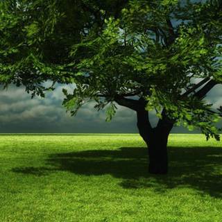 Mobile tree wallpaper