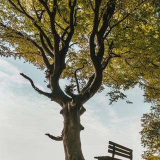 Mobile tree wallpaper