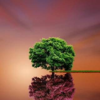 Mobile tree wallpaper