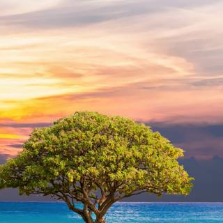 Mobile tree wallpaper