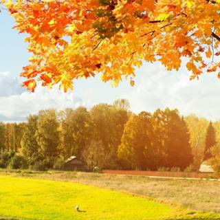 Mobile tree wallpaper