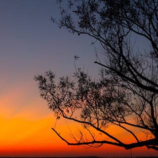 Mobile tree wallpaper