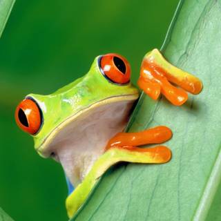 Frog mobile wallpaper