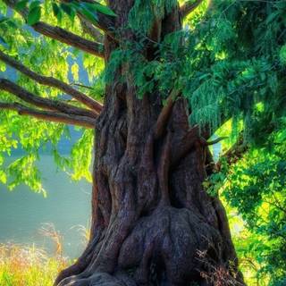 Mobile tree wallpaper