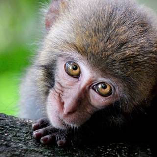 1920x1080 monkeys wallpaper