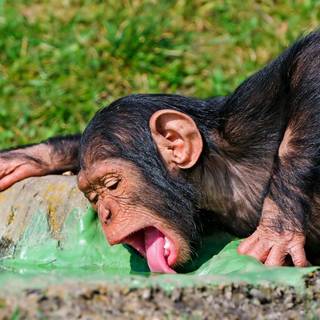 1920x1080 monkeys wallpaper