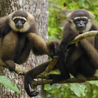1920x1080 monkeys wallpaper