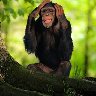 1920x1080 monkeys wallpaper