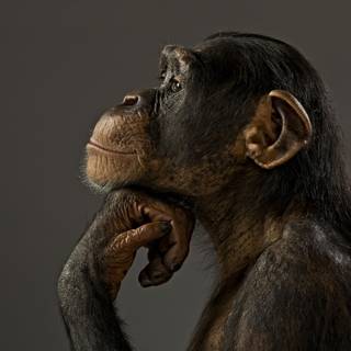 1920x1080 monkeys wallpaper