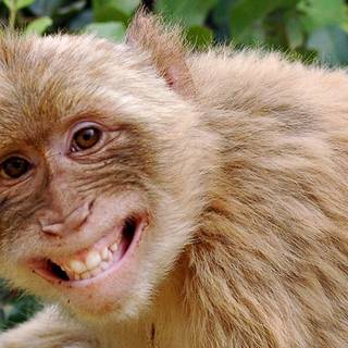 1920x1080 monkeys wallpaper