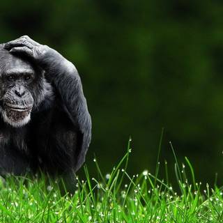 1920x1080 monkeys wallpaper