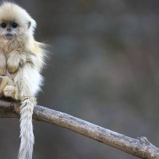 1920x1080 monkeys wallpaper