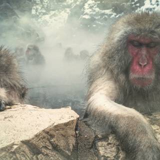 1920x1080 monkeys wallpaper