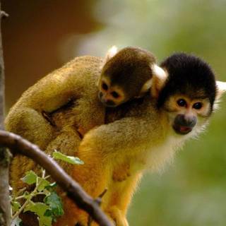 1920x1080 monkeys wallpaper