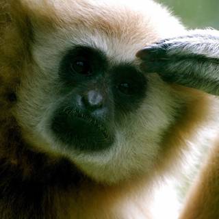 1920x1080 monkeys wallpaper