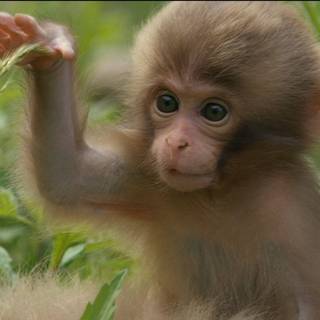 1920x1080 monkeys wallpaper