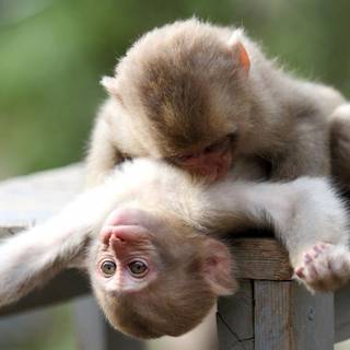 1920x1080 monkeys wallpaper