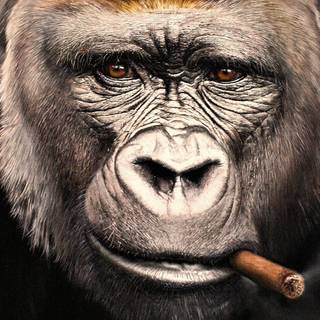 1920x1080 monkeys wallpaper