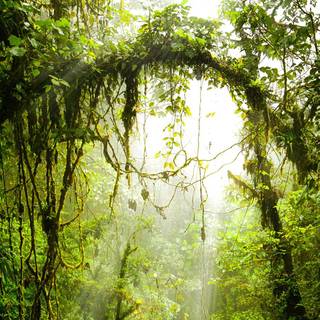 Horror jungle wallpaper