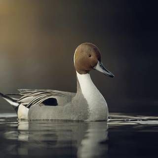 Northern pintail wallpaper