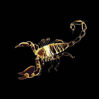 Scorpion PC wallpaper