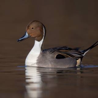 Northern pintail wallpaper