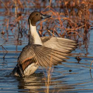 Northern pintail wallpaper