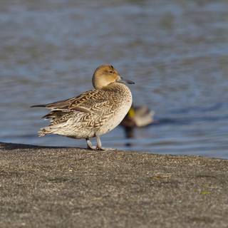 Northern pintail wallpaper
