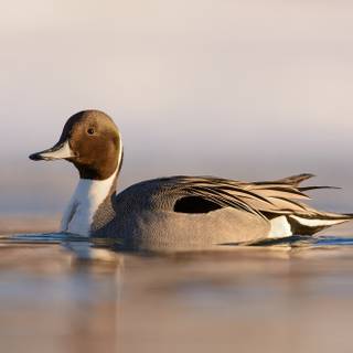 Northern pintail wallpaper