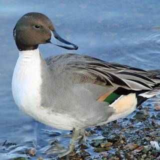 Northern pintail wallpaper
