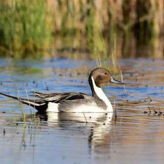 Northern pintail wallpaper