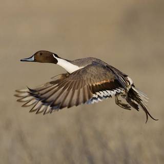 Northern pintail wallpaper