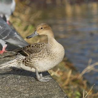 Northern pintail wallpaper
