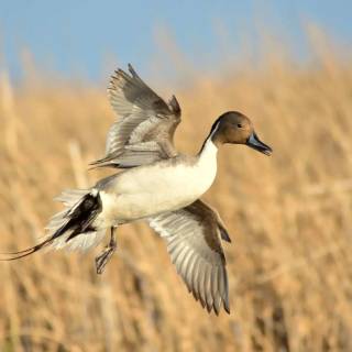 Northern pintail wallpaper
