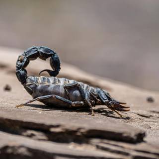 Scorpion PC wallpaper