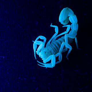 Scorpion PC wallpaper