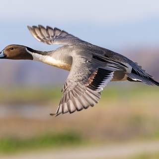 Northern pintail wallpaper