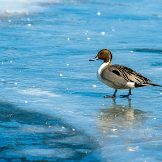 Northern pintail wallpaper