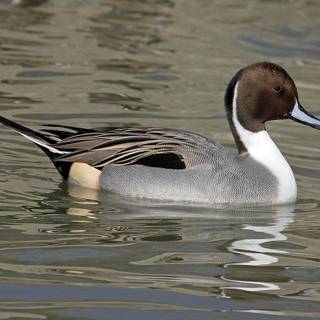 Northern pintail wallpaper