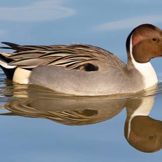 Northern pintail wallpaper