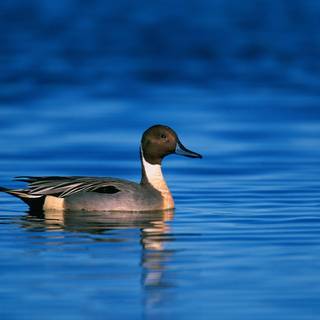 Northern pintail wallpaper