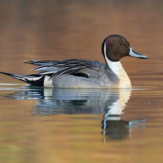 Northern pintail wallpaper