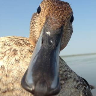 Northern pintail wallpaper