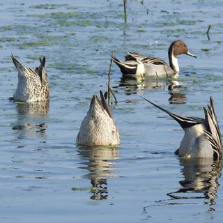 Northern pintail wallpaper